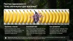 Яке біорізноманіття нашої планети та рівні його організації. Презентація з біології, НУШ, 7 клас - Зображення 3