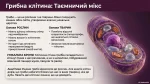 Які є типи організації клітин: Прокаріоти та Еукаріоти — Презентація, 7 клас НУШ - Зображення 4