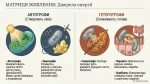 Які особливості будови клітин прокаріотів та їхньої життєдіяльності — Презентація, 7 клас НУШ - Зображення 3