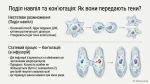 Які собливості організації клітин одноклітинних евкаріотів — Презентація 7 клас НУШ - Зображення 4