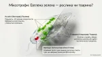 Які собливості організації клітин одноклітинних евкаріотів — Презентація 7 клас НУШ - Зображення 2