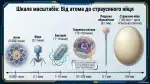 Що таке клітина та як її вивчають — 7 клас НУШ